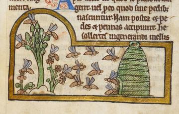 Detail of a miniature of bees collecting nectar and returning to their hive, from a bestiary with theological texts, England, c. 1200 – c. 1210, Detail of a miniature of bees collecting nectar and returning to their hive, from a bestiary with theological texts, England, c. 1200 – c. 1210,